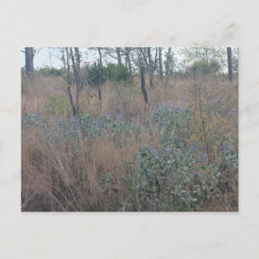 Bloemen en penseel briefkaart (Voorkant)