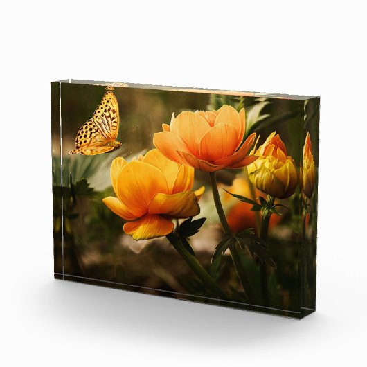 Bloemen en vlinder fotoblokken (Rechts)