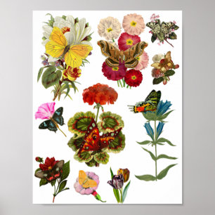Bloemen en vlinderinsecten natuur planten poster