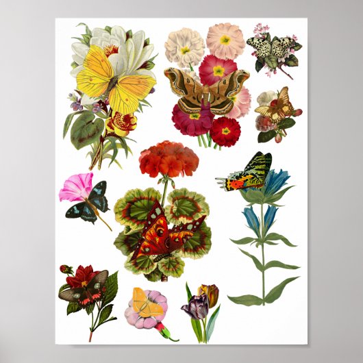 Bloemen en vlinderinsecten natuur planten poster (Voorkant)
