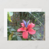 Bloemen en vlinders in Franche Comte Briefkaart (Voorkant / Achterkant)