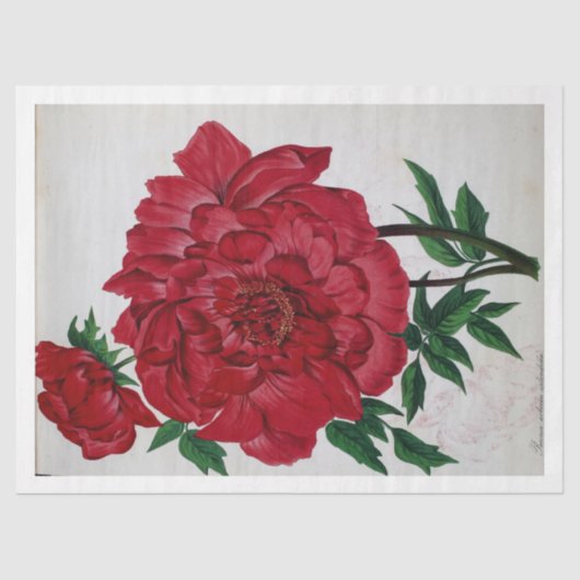 Bloemen Ephemera Decoupage Rood Roze Rose Bloemen Tissuepapier (Voorkant)