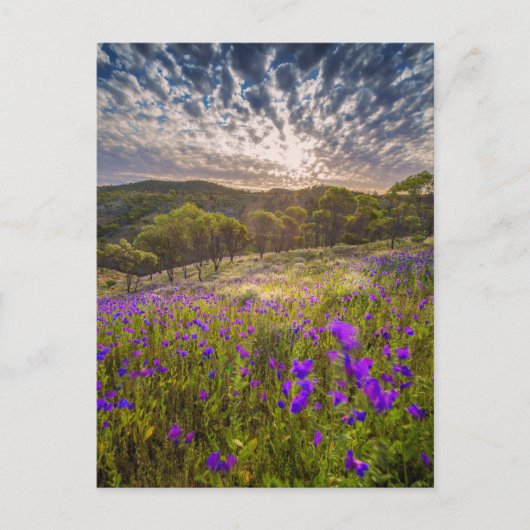 Bloemen | Flinders Ranges Australië Briefkaart (Voorkant)