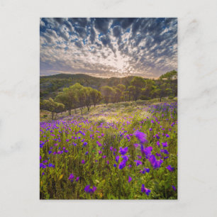 Bloemen Flinders Ranges Australië Briefkaart