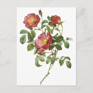 bloemen Floral Red Rose of Love van Redoute Briefkaart
