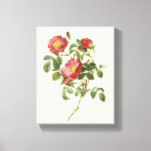  bloemen Floral Red Rose of Love van Redoute Canvas Afdruk (Voorkant)