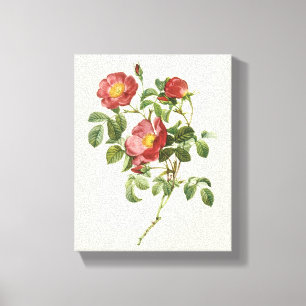  bloemen Floral Red Rose of Love van Redoute Canvas Afdruk