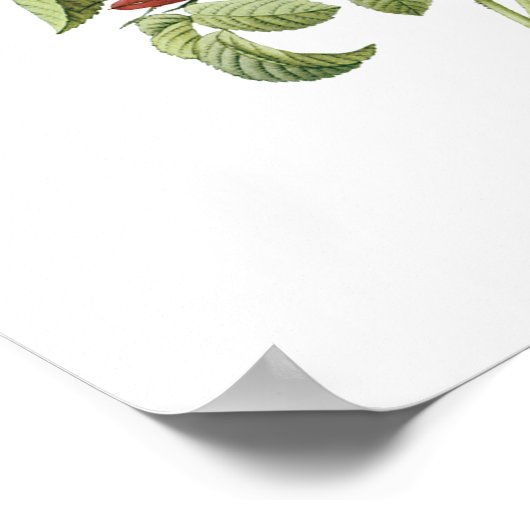  bloemen Floral Red Rose of Love van Redoute Poster (Hoek)