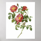  bloemen Floral Red Rose of Love van Redoute Poster (Voorkant)