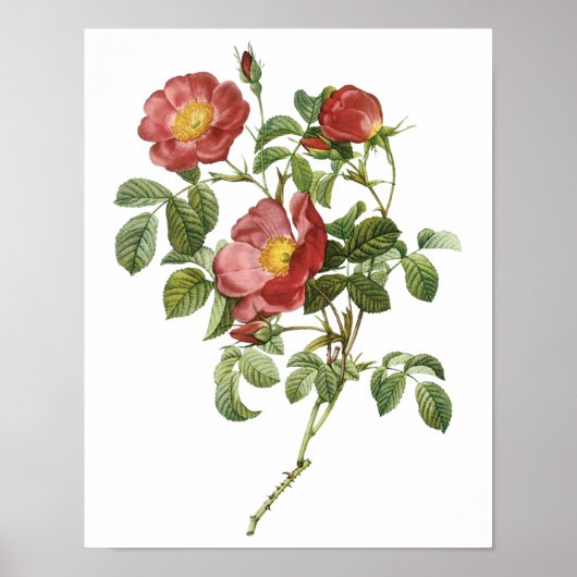  bloemen Floral Red Rose of Love van Redoute Poster (Voorkant)