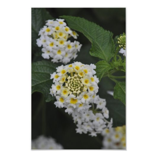 Bloemen - Flores Foto Afdruk (Voorkant)