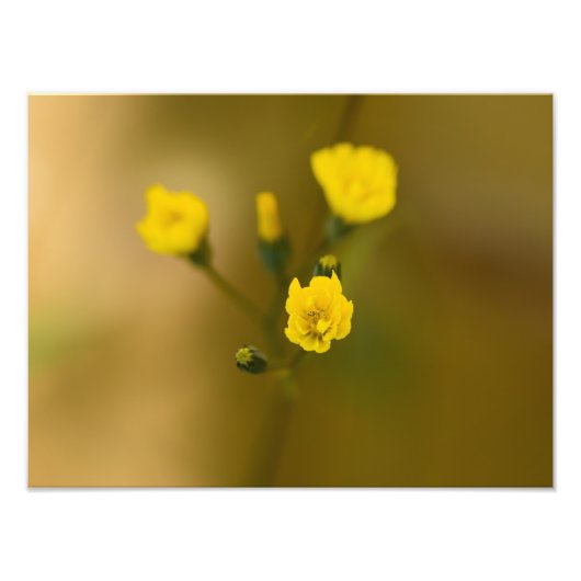 Bloemen Foto Afdruk (Voorkant)