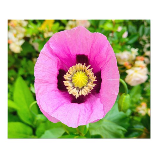 Bloemen Foto Afdruk (Voorkant)