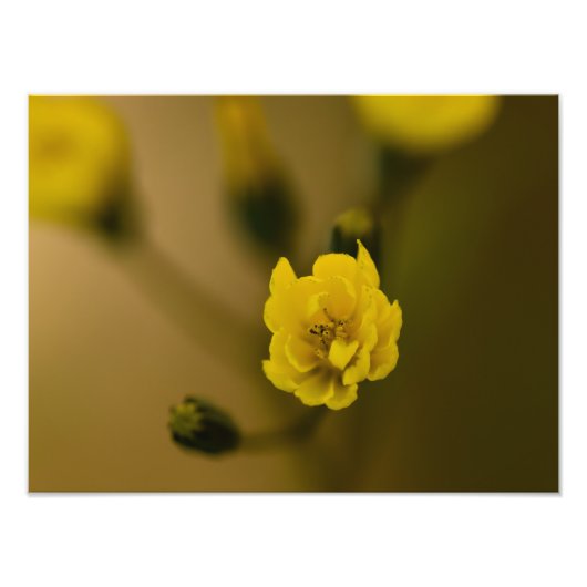 Bloemen Foto Afdruk (Voorkant)