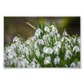 Bloemen Foto Afdruk (Voorkant)