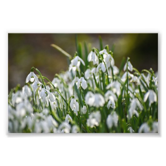 Bloemen Foto Afdruk (Voorkant)