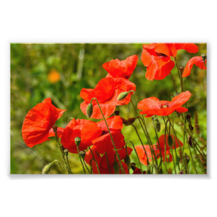 Bloemen Foto Afdruk