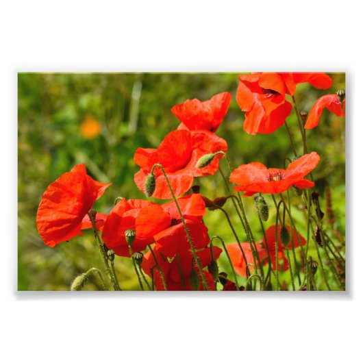 Bloemen Foto Afdruk (Voorkant)