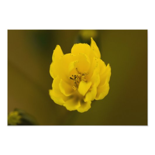 Bloemen Foto Afdruk (Voorkant)