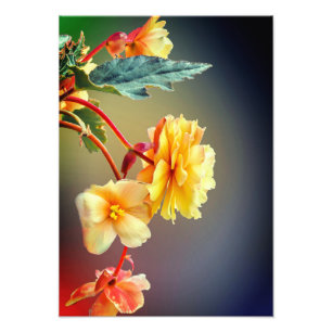 Bloemen, gele bloemen, bloemblaadjes-63158 foto afdruk