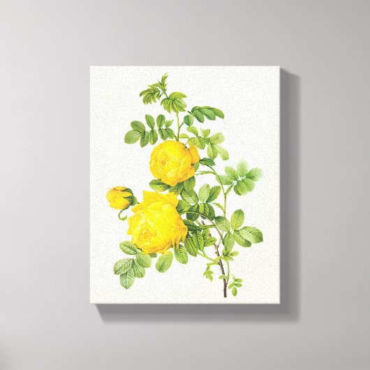 bloemen, gele rozen van Redoute Canvas Afdruk (Voorkant)