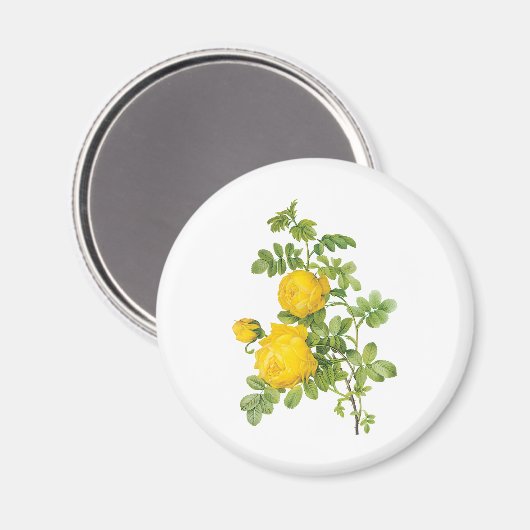  bloemen, gele rozen van Redoute Magneet (Voorkant / Achterkant)