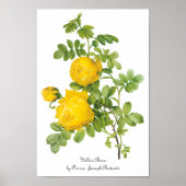  bloemen, gele rozen van Redoute Poster (Voorkant)