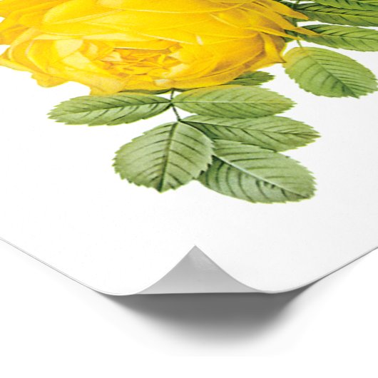  bloemen, gele rozen van Redoute Poster (Hoek)