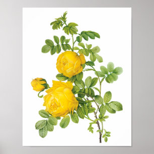  bloemen, gele rozen van Redoute Poster