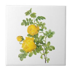 bloemen, gele rozen van Redoute Tegeltje