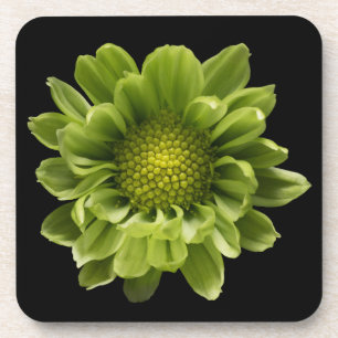 Bloemen   Green Chrysanthemum Bier Onderzetter