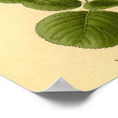  Bloemen Hybride Thee Roos La France Natuur Poster (Hoek)