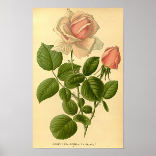  Bloemen Hybride Thee Roos La France Natuur Poster