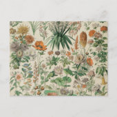  bloemen Illustratie Adolphe Millot Briefkaart (Voorkant)