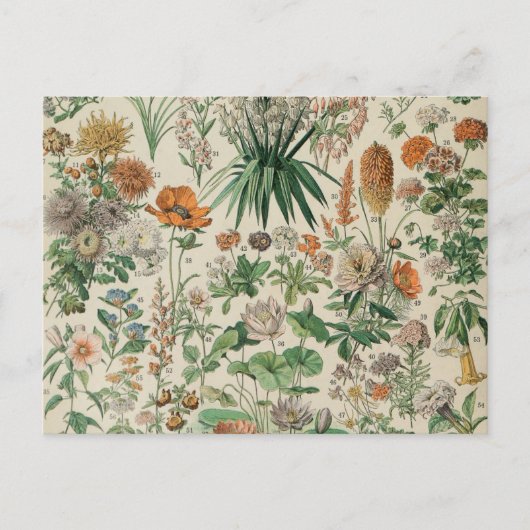  bloemen Illustratie Adolphe Millot Briefkaart (Voorkant)