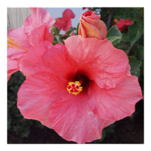 Bloemen in Chania Kreta,Griekenland Perfect Poster