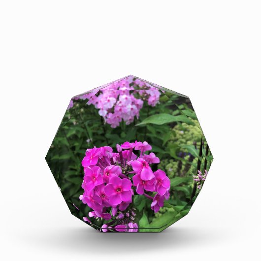 Bloemen in Chateau Morrisette Winery, Floyd, VA Fotoblokken (Voorkant)