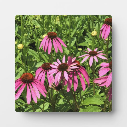 Bloemen in Chateau Morrisette Winery, Floyd, VA Fotoplaat (Voorkant)