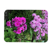 Bloemen in Chateau Morrisette Winery, Floyd, VA Magneet (Horizontaal)