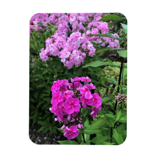 Bloemen in Chateau Morrisette Winery, Floyd, VA Magneet (Verticaal)