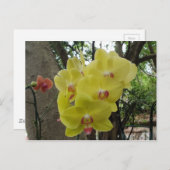 Bloemen in Chiang Mai Thailand Briefkaart (Voorkant / Achterkant)