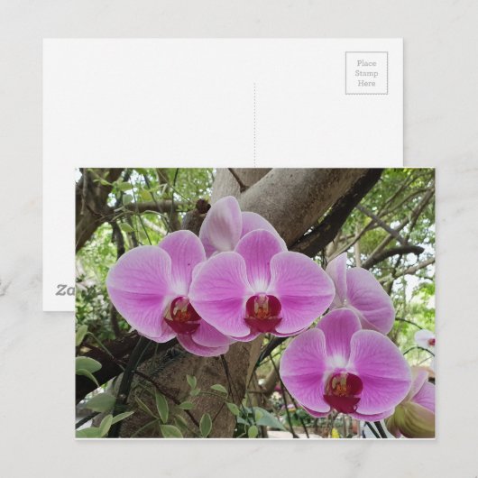 Bloemen in Chiang Mai Thailand Briefkaart (Voorkant / Achterkant)