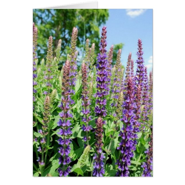 Bloemen in de hemel (Voorkant)