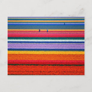 Bloemen in de Nederlandse shows tuinen Keukenhof Briefkaart