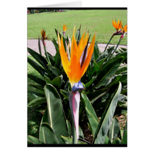 Bloemen in de Portugese Kaart