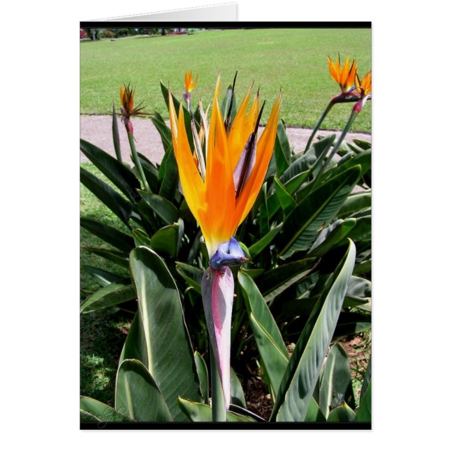 Bloemen in de Portugese Kaart (Voorkant)