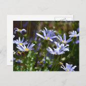 Bloemen in de zon briefkaart (Voorkant / Achterkant)