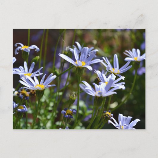 Bloemen in de zon briefkaart (Voorkant)