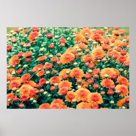 bloemen in een herfst, achtergrond, poster (Voorkant)