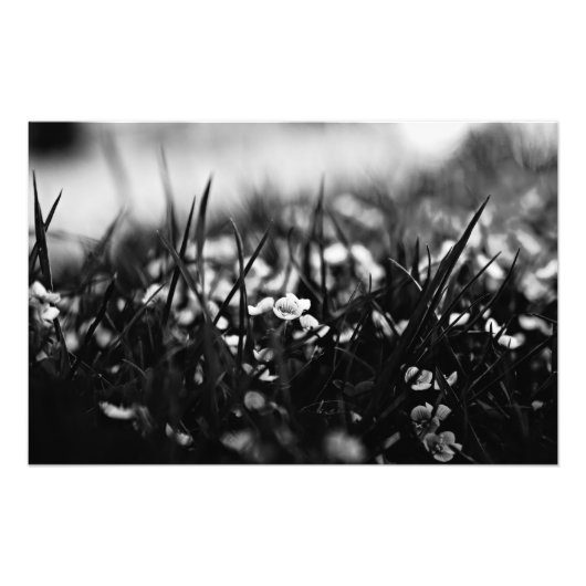 Bloemen in het veld in de lente foto afdruk (Voorkant)